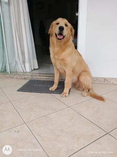 Vende-se Golden Retrivier, fêmea d 8 meses 