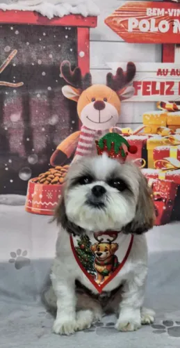 Lindo Schitzu! 