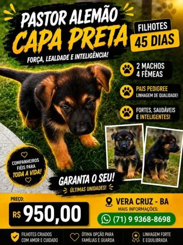 Pastor Alemão Capa Preta Filhotes - Machos e Fêmeas - R$ 950