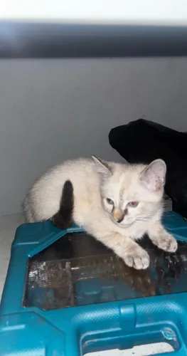 Doação gata fêmea 