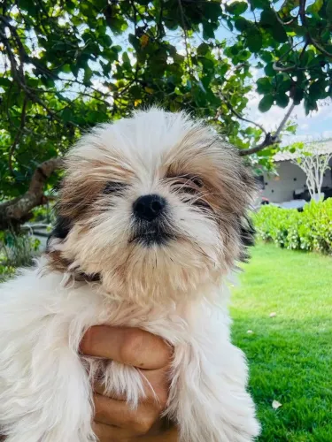 Promoção Lhasa Apso