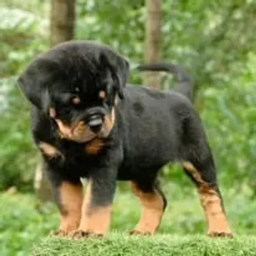 ROTTWEILER - FILHOTES DISPONÍVEIS