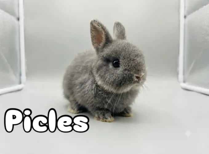Coelho anão Netherland Dwarf