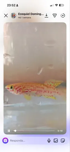 killifish Lafia Gold