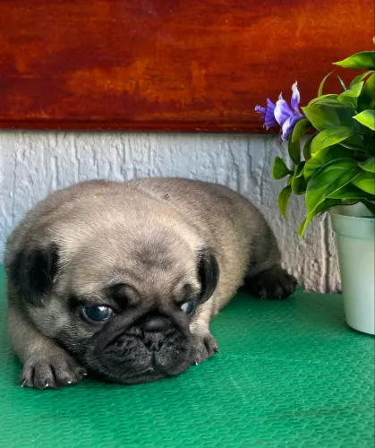 Pug macho com pedigree