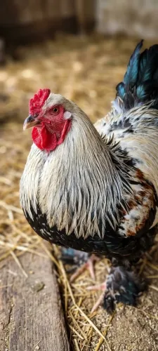 Galo Brahma à venda