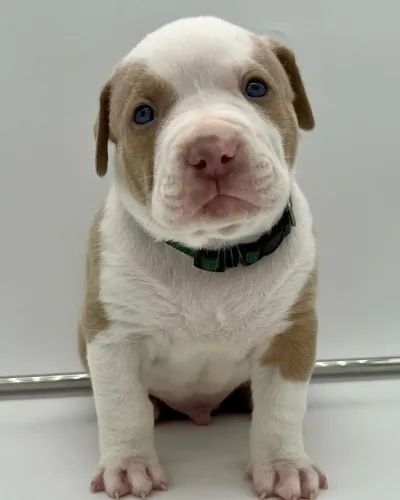 Pitbull - Um Bebê Que Conquista Desde O Primeiro Momento
