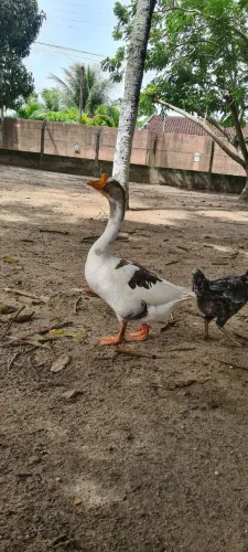 Ganço sinaleiro