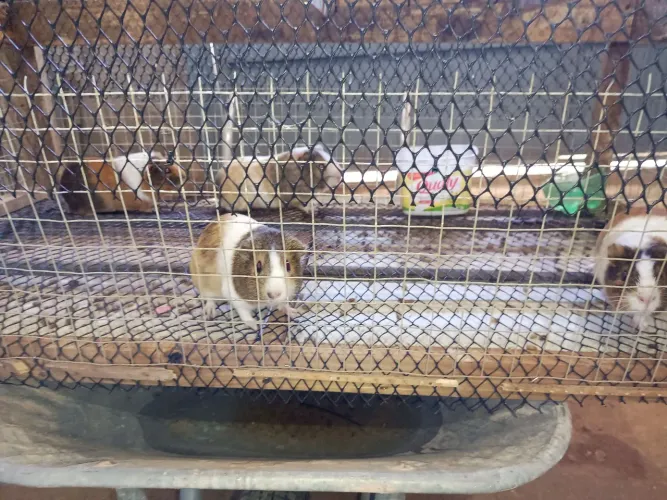 Porquinho da índia
