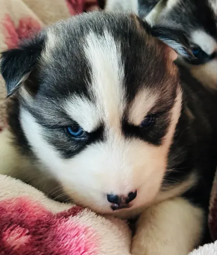 Filhotes de Huskys Siberiano a pronta entrega
