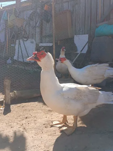 VENDE-SE PATOS