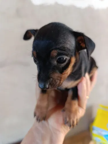 Pinscher macho número 1. R$ 500