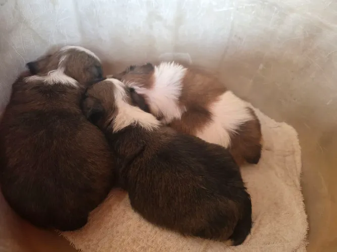 Cachorros 