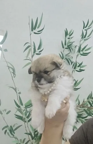 Lulu da Pomerânia 