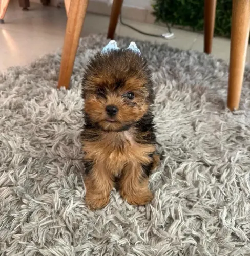 Yorkshire Terrier - Filhote Disponível
