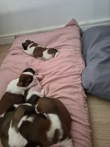 ? FILHOTES DE SHIH-TZU - RESERVAS ABERTAS! ?