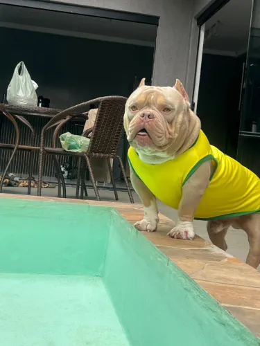 American Bully 