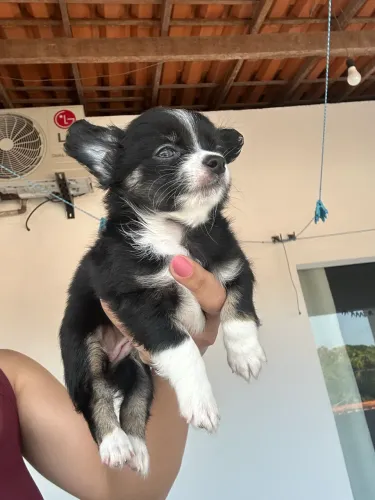 Chihuahua