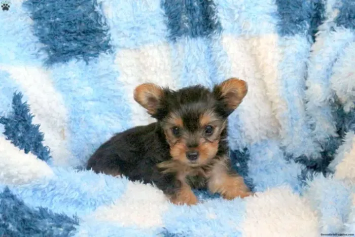 Yorkshire Terrier,Yorkshire Terrier Filhote Disponível Entrega Facilitada