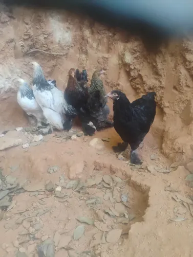 Lote de Bahamas a venda