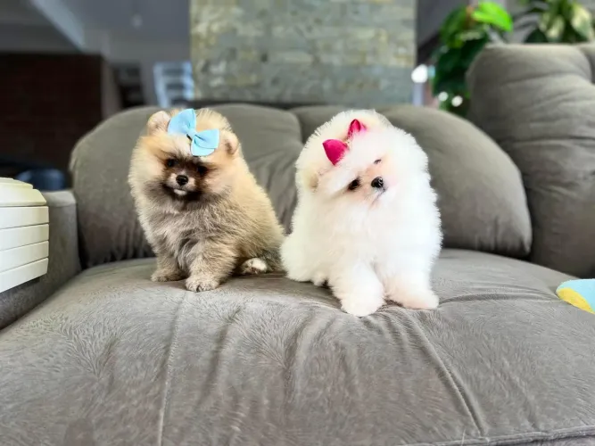 LULU DA POMERÂNIA COM PEDIGREE 