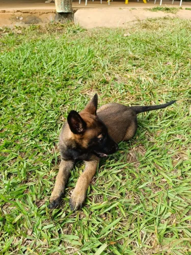 Pastora Belga Malinois 