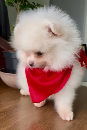Menino lulu da pomerânia branco