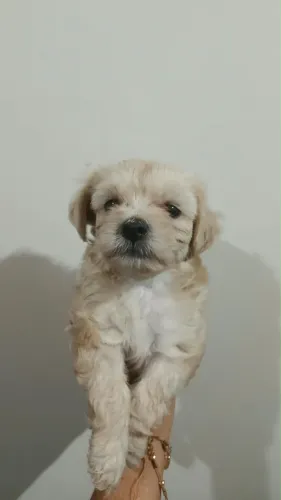 Filhote poodle macho