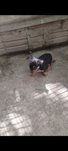 Pinscher 