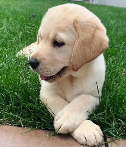 Labrador o amor que cresce junto com a família 