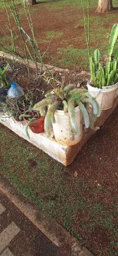 Cacto Rabo de macaco
