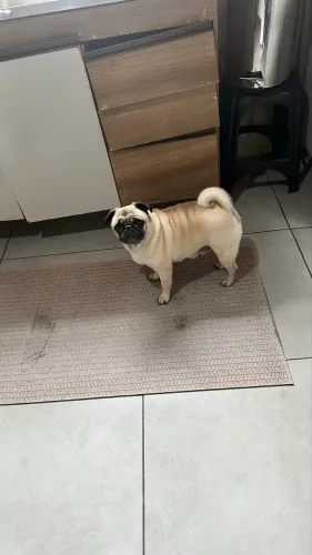 Pug macho