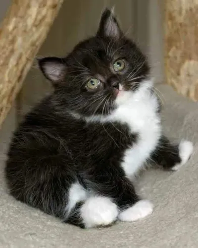 Gatinhos Angoras Disponíveis