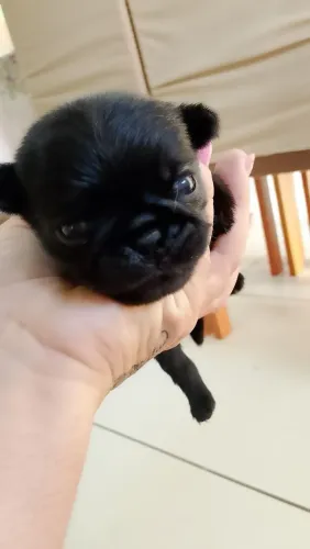 Pug macho preto