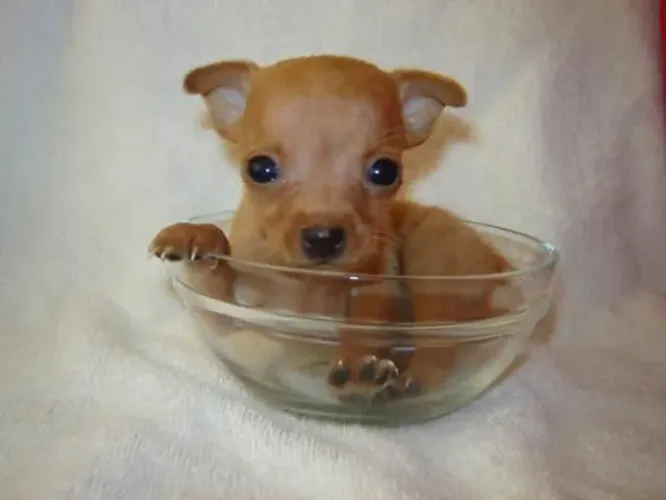 Pinscher bebê zero com procedência puros 