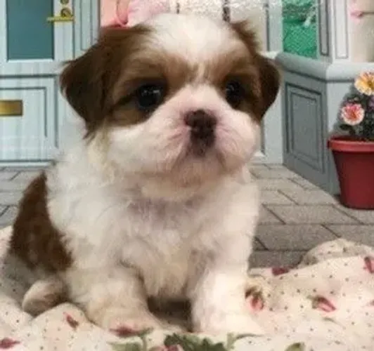 Shih Tzu Lealdade e companheirismo desde o primeiro dia