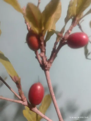 Frutífera, Fruta do Milagre excelente