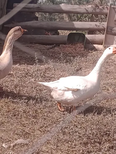 Casal de ganso ( vendo separado também)
