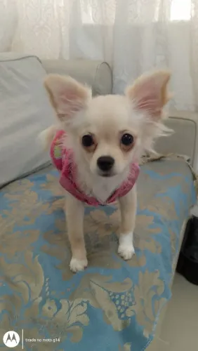 Chihuahua fêmea pelo longo