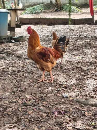 Frango caipira