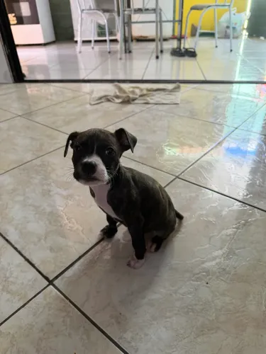cachorro