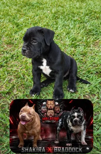 VENDA FILHOTE AMERICAN BULLY BLACK 