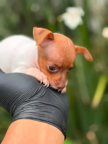 FILHOTE DE PINSCHER