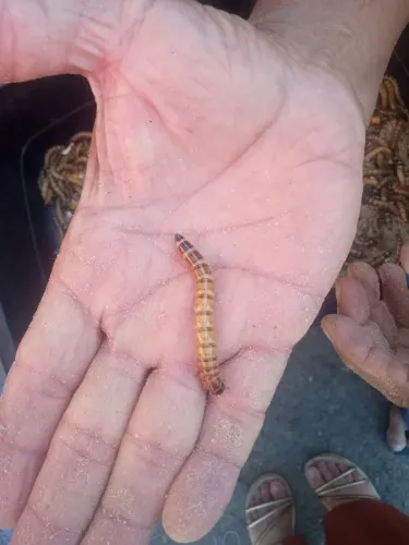Tenébrio gigante
