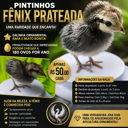 PINTINHOS FÊNIX PRATEADA - RARIDADE ORNAMENTAL