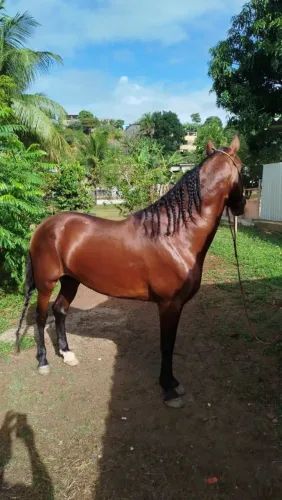 Cavalo Mangalarga macha batida 
