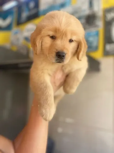 Golden retrivier