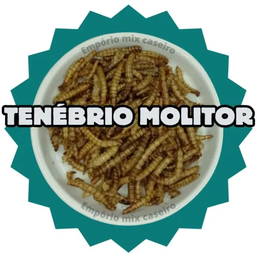 Tenebrio