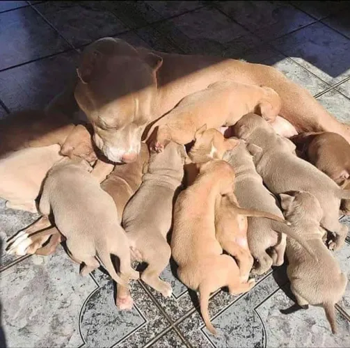 cachorro para doação pitbull