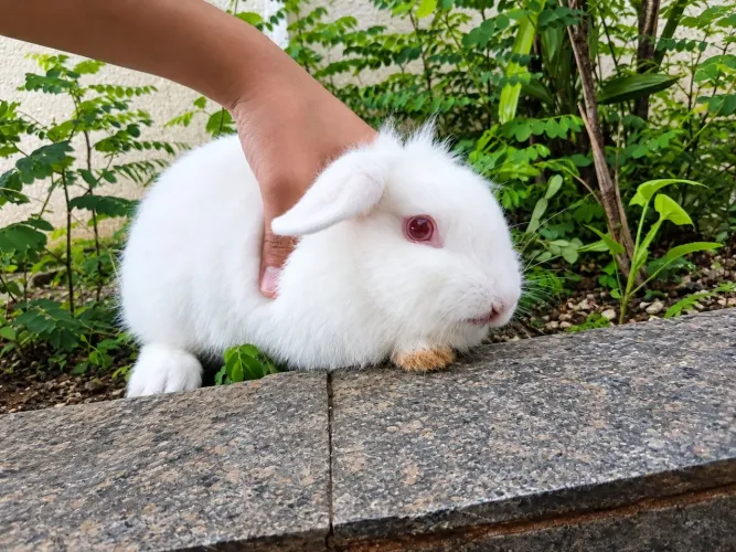 Mini coelha fêmea 